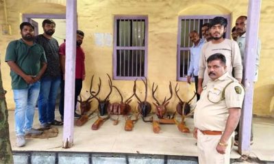 Mumbai: 17 Antler Trophies Seized After Forest Department & WWA Bust Wildlife Artefact Ring In Virar