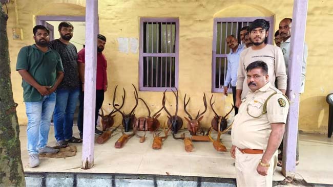 Mumbai: 17 Antler Trophies Seized After Forest Department & WWA Bust Wildlife Artefact Ring In Virar