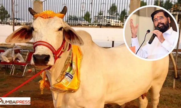 Breaking News: Maharashtra government's big decision, cow given the status of Gau Mata