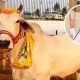 Breaking News: Maharashtra government's big decision, cow given the status of Gau Mata