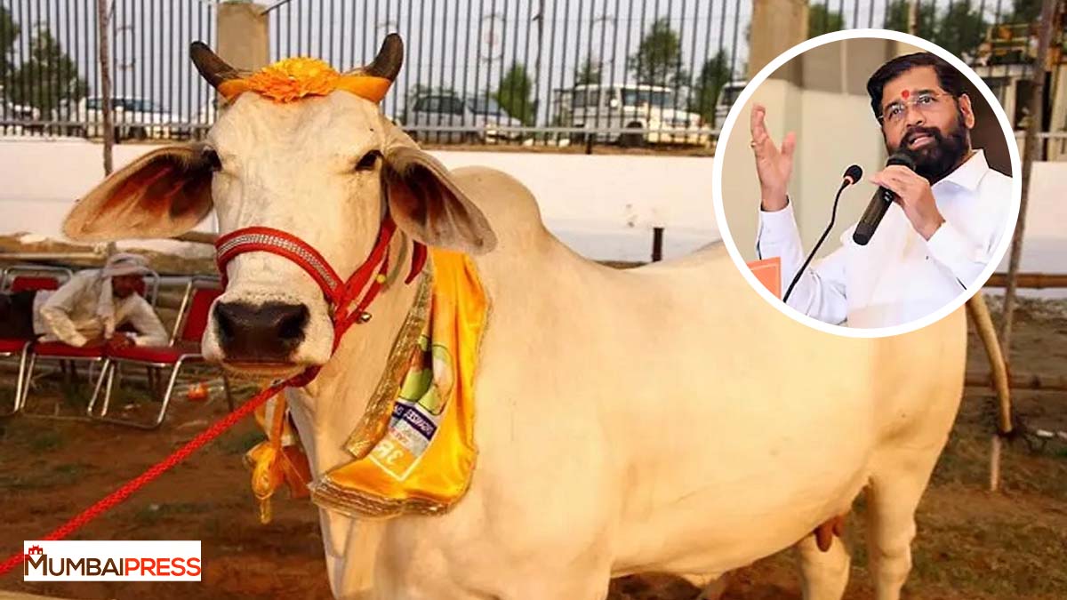 Breaking News: Maharashtra government's big decision, cow given the status of Gau Mata