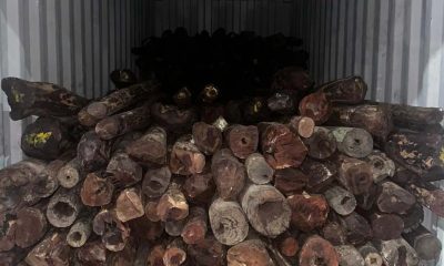 Mumbai: SIIB Foils Rs 10 Crore Red Sandalwood Smuggling Plot, Arrests Importer-Exporter Code Holder