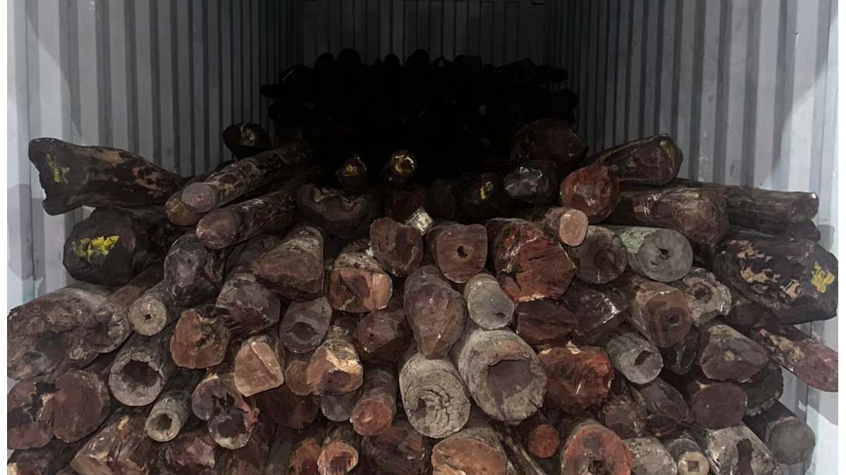 Mumbai: SIIB Foils Rs 10 Crore Red Sandalwood Smuggling Plot, Arrests Importer-Exporter Code Holder