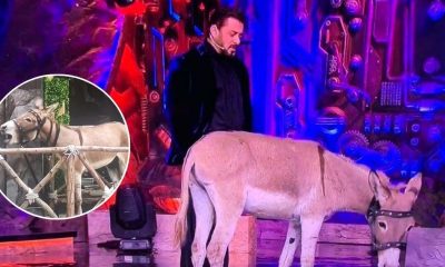 Bigg Boss 18: PETA Urges Salman Khan To Convince Makers Not To Use Animals After They Lock Up A Donkey Inside House