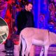 Bigg Boss 18: PETA Urges Salman Khan To Convince Makers Not To Use Animals After They Lock Up A Donkey Inside House